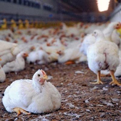 best broiler farms in Pakistan