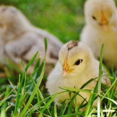best chicks farms in Pakistan