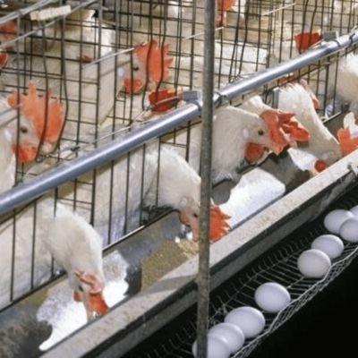 eggs farms, broiler farms,